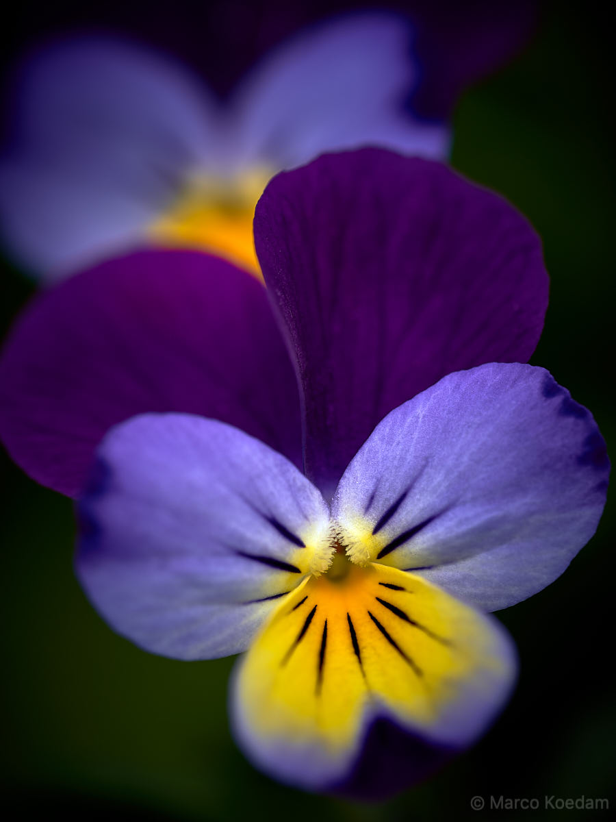 Twee, elkaar deels afdekkende, bloemen van het driekleurig viooltje