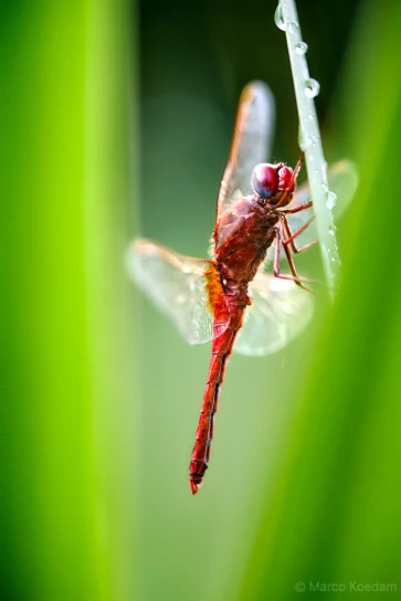 Vuurlibel - Crocothemis erythraea na de regen op en tussen bladeren lisdodde. Landgoed de Breul, Zeist