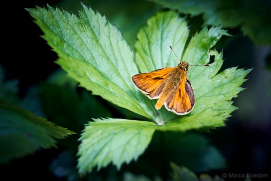 Groot dikkopje op blad. Tuin, Zeist