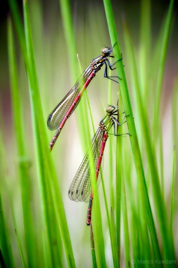 Twee vuurjuffers, Pyrrhosoma nymphula, boven elkaar in het gras. Den Treek-Henschoten, Leusden
