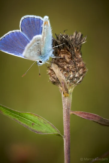 Icarusblauwtje op uitgebloeid knoopkruid. Landgoed Oostbroek e.o., De Bilt
