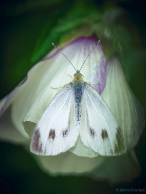 Vlinder, klein koolwitje (Pieris rapae), op een bloem van de Hennepbladstokroos (Hibiscus Cannabinus). Zeist, Zeist