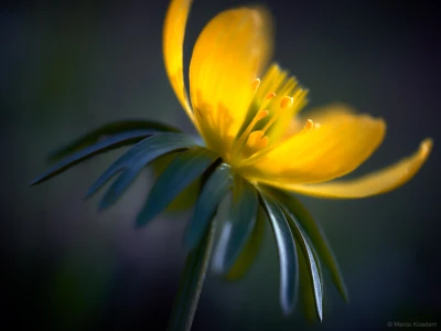 Macro opname van bloem Winterakoniet (Eranthis hyemalis) verlicht door een intense voorjaarszon. Landgoed Oostbroek, De Bilt