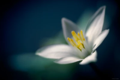 Close up bloem gewone vogelmelk (ornithogalum umbellatum) tegen een donkere achtergrond. Zeist, Zeist