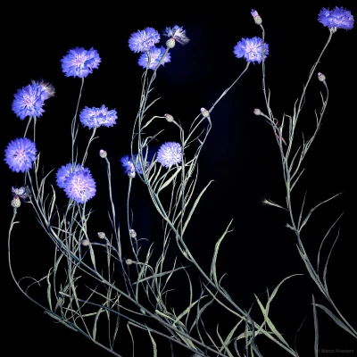 Korenbloemen (Centaurea cyanus) tegen donkere achtergrond. Zeist, Zeist