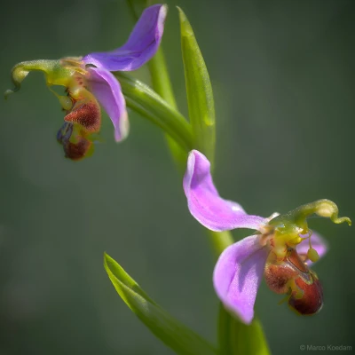twee bloemen van de bijenorchis close up. Schoonoord, Zeist