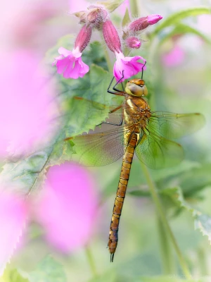 Vroege glazenmaker (Aeshna isoceles) op dagkoekoeksbloem (Silene dioica). Tuin, Zeist