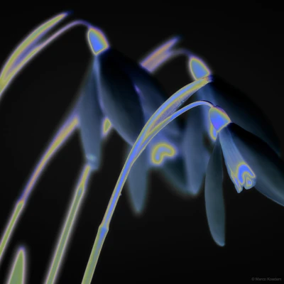 Compositie met galanthus. Zeist, Zeist